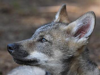 Wildparks, Wildgehege und Falknereien in Franken sind eine gute M&ouml;glichkeit, einheimische Tierarten in ihrer nat&uuml;rlichen Umgebung zu beobachten. Foto: Patrick Pleul/dpa