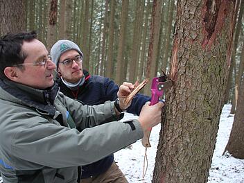 Mit einem Rindenschäler legt Förster Wolfgang Tschödrich das Bastgewebe eines Baumes frei, wo der Borkenkäfer gravierende Schäden anrichtet. Forstanwärter Florian Schulte aus Bad Staffelstein schaut ihm bei der Arbeit über die Schulter.  Fotos: Stephan Stöckel