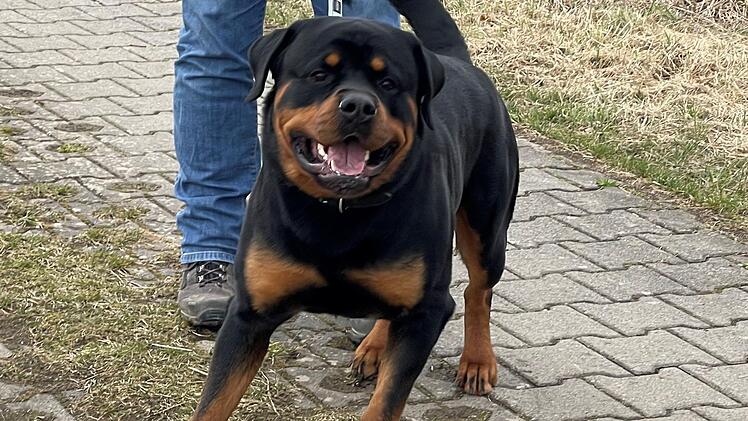 "Tristan" soll nach dem Willen der Gemeinde Mainleus künftig einen Maulkorb tragen - inner- und außerorts.