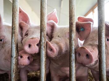 Schweine im Schweinestall