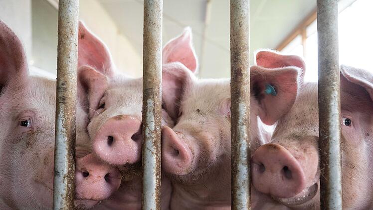 Schweine im Schweinestall