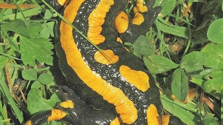 Die Verteilung der gelben Flecken ist f&uuml;r jedes Individuum charakteristisch.