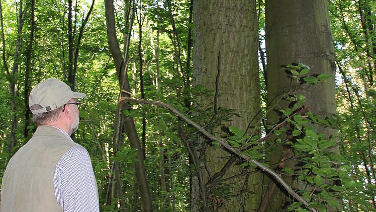 Das staunte selbst der Bürgermeister: Im Heubacher Wald ist eine "Ei-Bu" auf stattliche 30 Meter angewachsen. Dieser Zwillingsbaum soll nun als Naturdenkmal angemeldet werden.