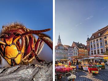 Hornissen-Horror in Coburg? Frau berichtet von aggressiven Tieren - "regelrecht attackiert"