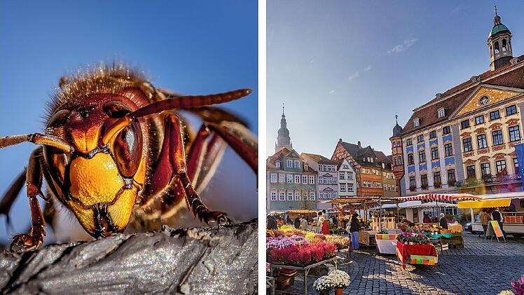 Hornissen-Horror in Coburg? Frau berichtet von aggressiven Tieren - "regelrecht attackiert"