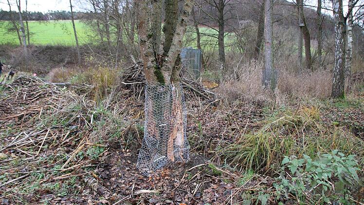 Bilder von der Teichanlage des ASV Hammelburg oberhalb von Obereschenbach. Foto: Ralf Ruppert