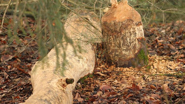 Sanduhrenförmig benagt der Biber seine Bäume und bringt sie zu Fall. Foto: Geiling.