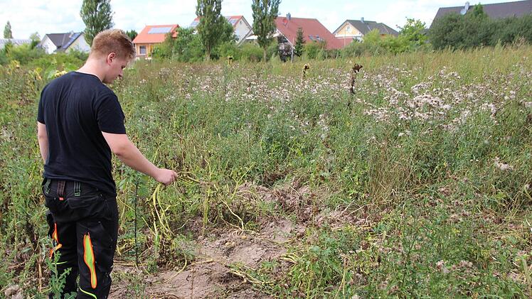 Gut versteckt unter einer Blühwiese baut der Adelsdorfer Hobby-Landwirt Bio-Kartoffeln an.  Foto: Andreas Dorsch