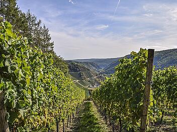 Die steilen Hanglagen der Weinberge im Maintal bieten Lebensraum für seltene Tiere und Pflanzen.