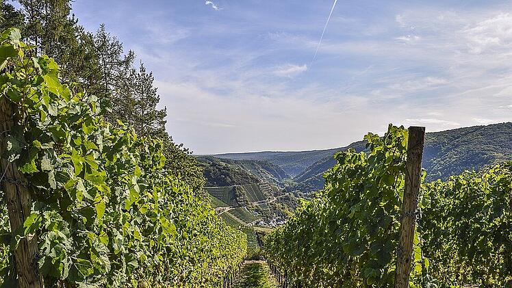 Die steilen Hanglagen der Weinberge im Maintal bieten Lebensraum für seltene Tiere und Pflanzen.