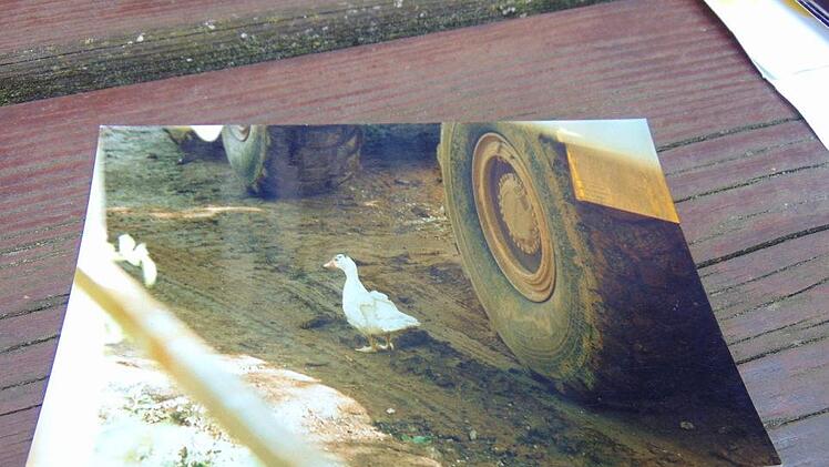 Diese Ente musste Hans Stadelmann tragen. Foto: Hans Stadelmann/Repro: Petra Malbrich