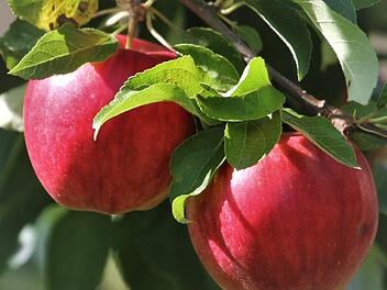 Bei richtiger Lagerung k&ouml;nnen &Auml;pfel ganzj&auml;hrig verzehrt werden.Foto: Josef Schr&ouml;der
