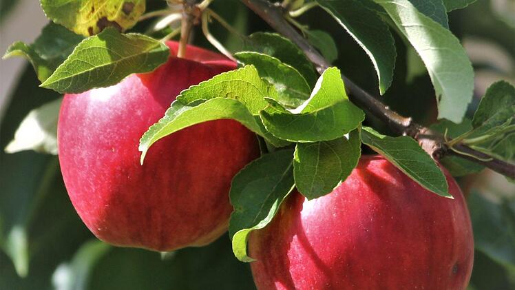 Bei richtiger Lagerung k&ouml;nnen &Auml;pfel ganzj&auml;hrig verzehrt werden.Foto: Josef Schr&ouml;der