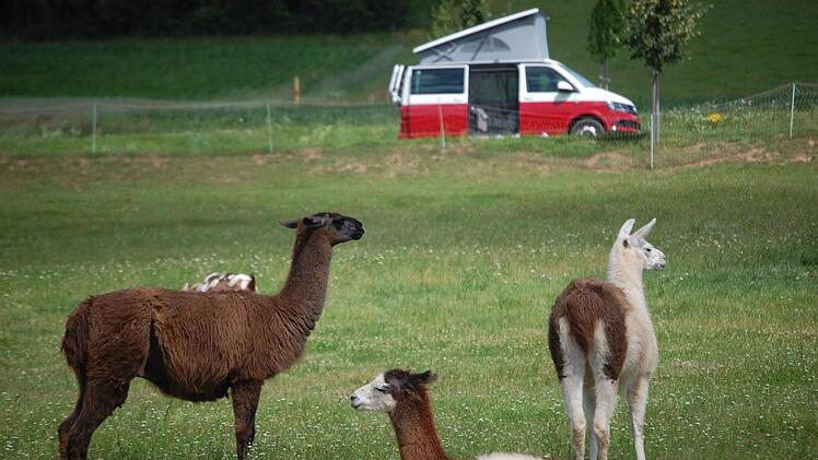 So ländlich kann campen sein. Die Lamas gehören beim Forellenhof einfach dazu.  Foto: Wolfgang Dünnebier