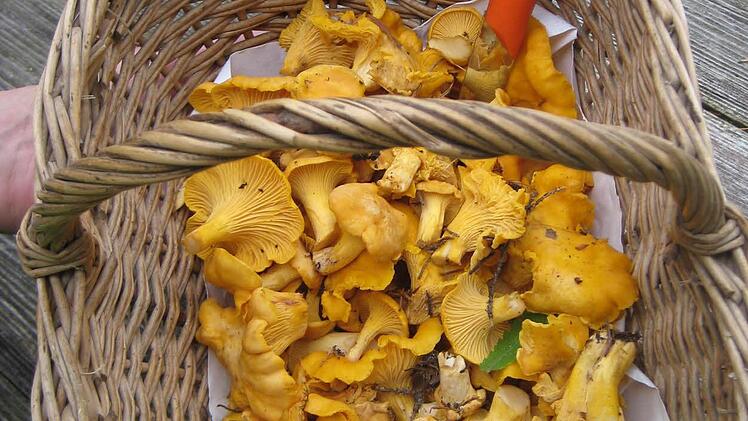 Erfolgreiche Pilzsuche! Foto: Suvi Leitner