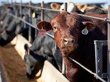Ernährungsweise trägt weiterhin stark zur Klimakrise bei