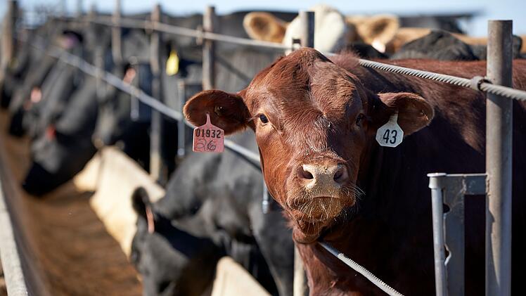 Ernährungsweise trägt weiterhin stark zur Klimakrise bei