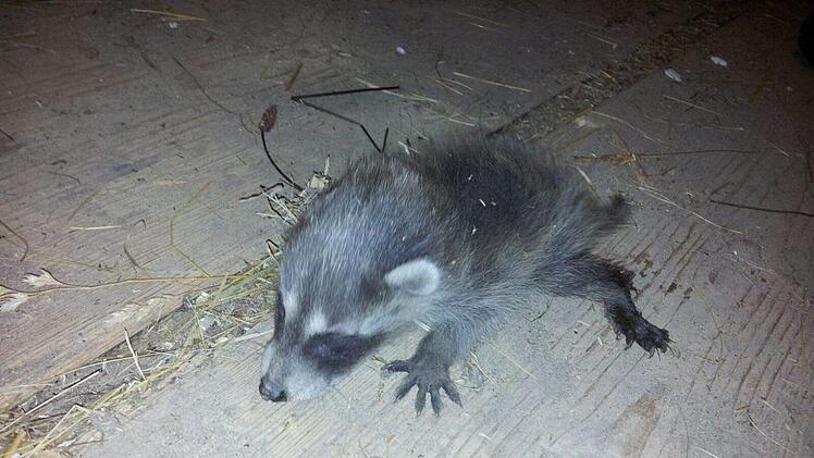 Dieses Waschbärenbaby wurde in einer Scheune bei Bad Brückenau entdeckt. Die Mutter allerdings kam  eines Tages nicht mehr zurück zum Nest. Das Baby und seine Geschwister verhungerten. Foto: Susanne Will