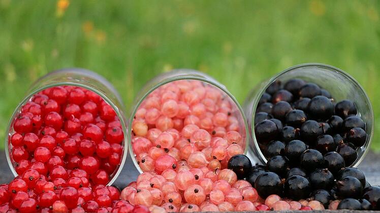 Johannisbeeren haben dreimal so viel Vitamin C wie eine Zitrone.