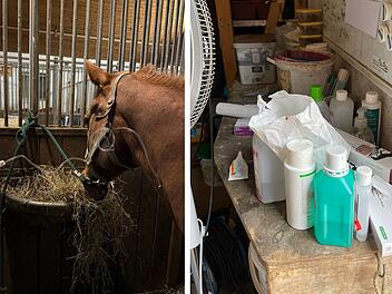 Gefährliches Virus grassiert auf fränkischem Pferdehof - ein Tier gestorben