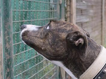 Tierheim Bamberg: "Wegen Zeitmangel abgegeben" - Aktive Mischlingshündin Kira sucht ein Zuhause