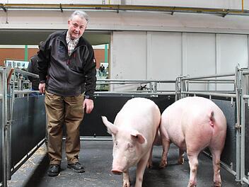 Schweinezüchter Georg Winterstein aus Dettelbach stellt trächtige Jungsauen vor.  Foto: Benedikt Borst