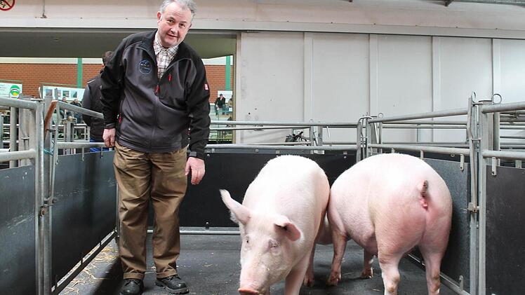Schweinezüchter Georg Winterstein aus Dettelbach stellt trächtige Jungsauen vor.  Foto: Benedikt Borst