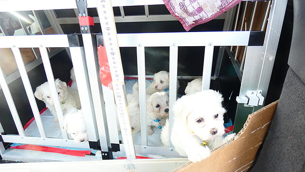 Das Tierheim Nürnberg pflegt aktuell 14 Welpen und einen ausgewachsen Hund.