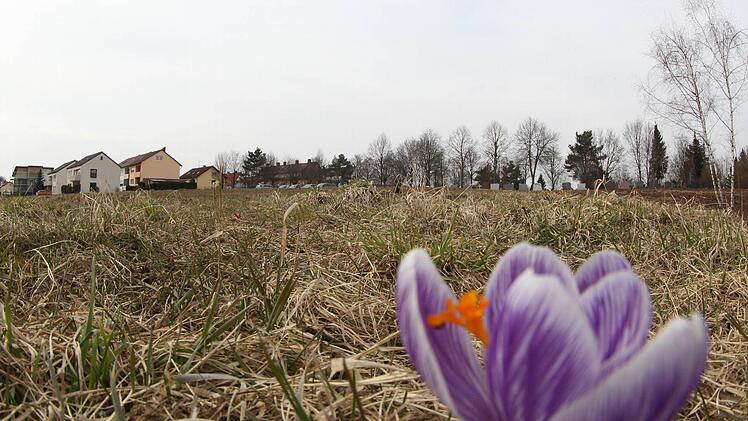 Wo jetzt ein Krokus Vorbote des Frühlings ist, sollen bald Häuser aus dem Boden wachsen.