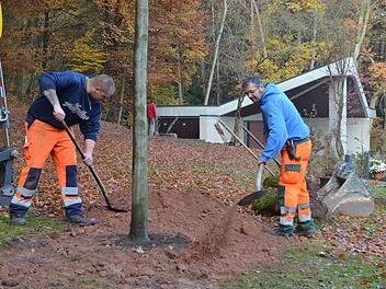 Christian Welscher (links) und Günter Franke pflanzen eine bereits stattliche junge Buche. Sie gehört zu den Bäumen, unter denen künftig auf dem Ebersdorfer Friedhof Urnenbeisetzungen als so genannte Baumbestattung möglich sein werden. Foto: Rainer Lutz