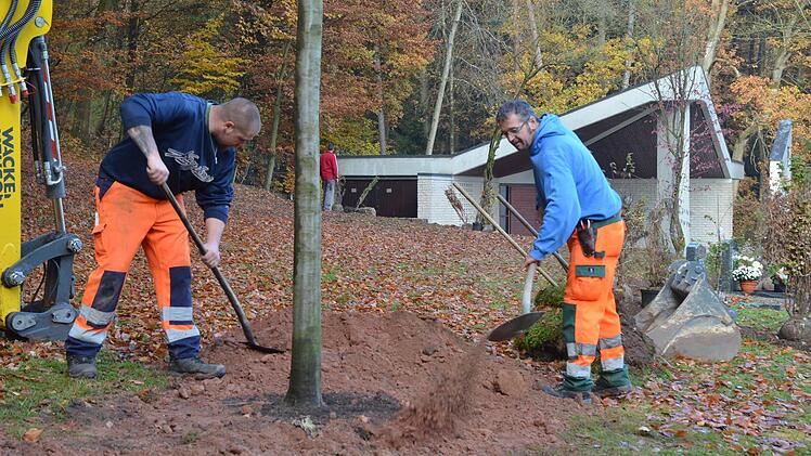 Christian Welscher (links) und Günter Franke pflanzen eine bereits stattliche junge Buche. Sie gehört zu den Bäumen, unter denen künftig auf dem Ebersdorfer Friedhof Urnenbeisetzungen als so genannte Baumbestattung möglich sein werden. Foto: Rainer Lutz