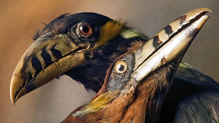 Aus dem Bamberger Vogelsaal. Foto: Jürgen Schabel