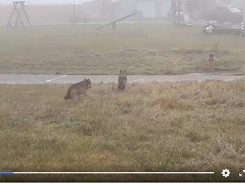 Altmannstein: W&ouml;lfe belagern Kinderspielplatz - Video sorgt f&uuml;r Aufregung