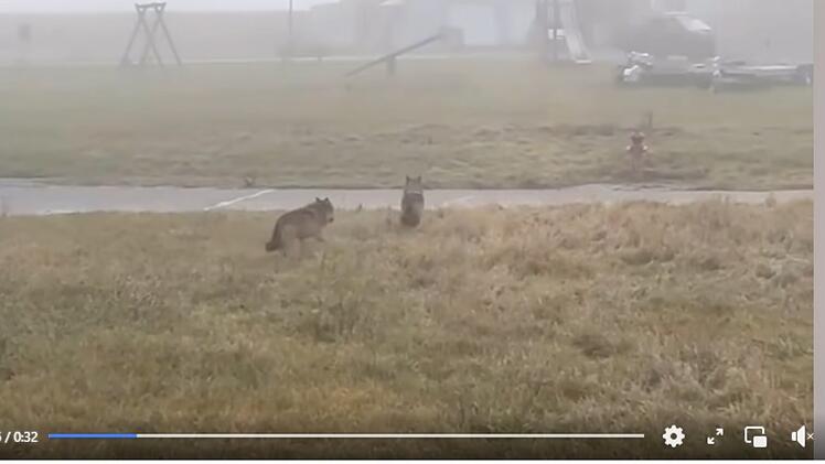 Altmannstein: W&ouml;lfe belagern Kinderspielplatz - Video sorgt f&uuml;r Aufregung