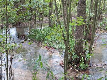 Die Lauter in der Nähe von Horsdorf: Der Biber sorgt hier für aufgestaute Gewässer  - und schafft damit neue Biotope. Foto: Monika Schütz