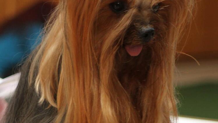 Selbstbewusst blickt hier der Yorkshire Terrier "Zoey von Steinberg" von Christine Pickel aus Baunach in die Kamera. Foto: Günther Geiling
