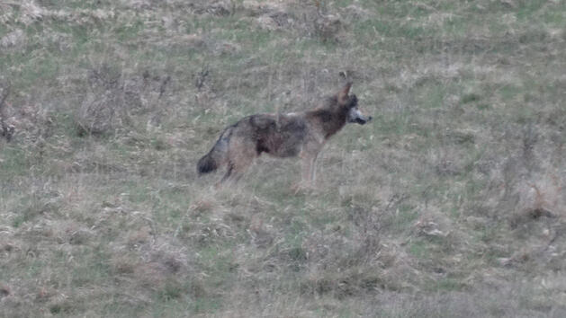 Wolf in Wachenroth gesichtet