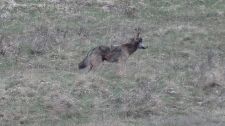 Wolf in Wachenroth gesichtet