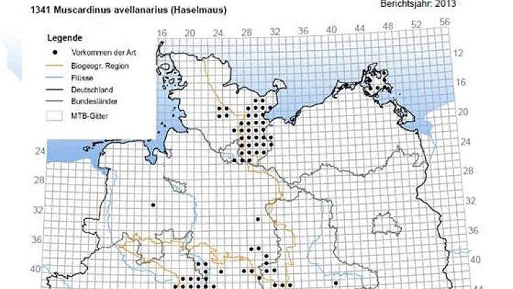 Verbreitung der Haselmaus in DeutschlandQuelle: Bundesamt für Naturschutz: Nationaler FFH-Bericht 2013