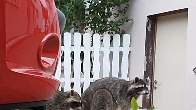 Quer über den Hof und das Grundstück bewegt sich die Waschbärenmutter über das Grundstück von Kai Wiedamann.  Foto: Kai Wiedamann