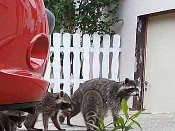 Quer über den Hof und das Grundstück bewegt sich die Waschbärenmutter über das Grundstück von Kai Wiedamann.  Foto: Kai Wiedamann