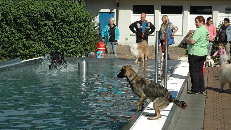 Hundeschwimmen im Märchenbad in Neustadt Foto: Edwin Meißinger
