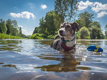 Terrier, Wasser, Badesee, Sommer