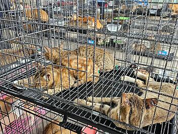 Katzenfleischhandel in Vietnam
