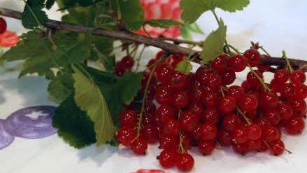 Besonders lecker aus dem eigenen Garten sind rote Johannisbeeren. Bei der Auswahl der Sorten sollte man die Fruchtreife der Sorten beachten. Foto: FT-Archiv
