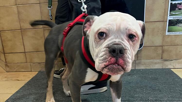 Tierheim Erlangen: Hund "Gustav" herzlos ausgesetzt - wer kann Hinweise geben?