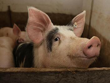 Schlachttiere sollen möglichst nicht über lange Strecken transportiert werden. Dafür sind regionale Schlachthöfe nötig. Foto: Barbara Herbst