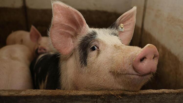 Schlachttiere sollen möglichst nicht über lange Strecken transportiert werden. Dafür sind regionale Schlachthöfe nötig. Foto: Barbara Herbst