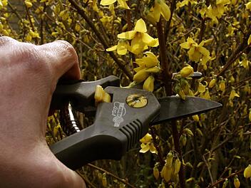 Forsythien sollten nun geschnitten werden. (Foto: imago / Robert Fishman)