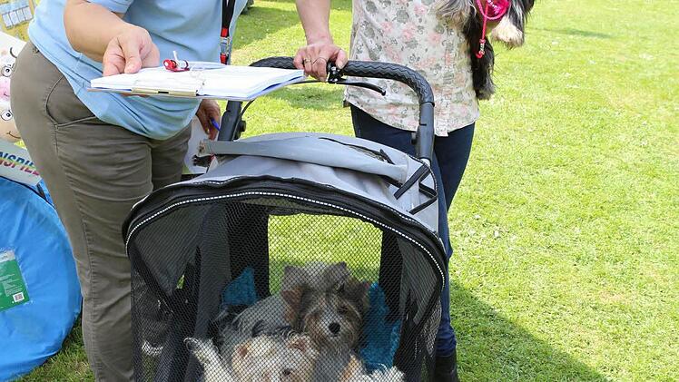 Karin Putzi fährt ihre kleinen Terrier im Hundewagen.